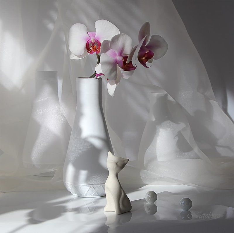 натюрморт, цветы, орхидея, кошка, мышка Лето и Зимаphoto preview