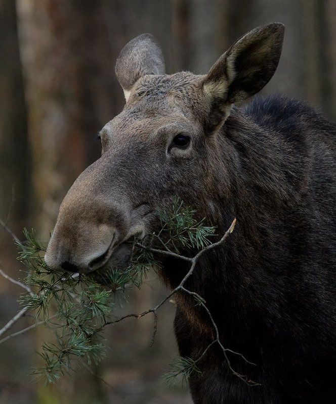 лось Портрет с веточкойphoto preview