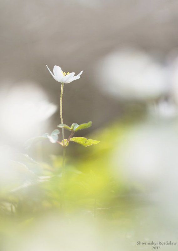 Анемонаphoto preview