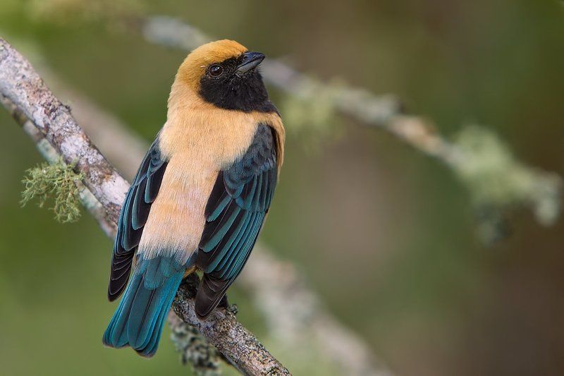 бразилия, кайенская танагра, птицы Кайенская танаграphoto preview