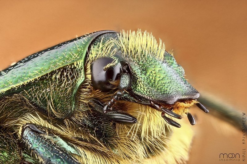 Бронзовикphoto preview