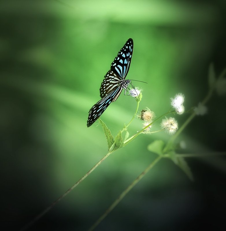 бабочка, макро, лаос ***photo preview