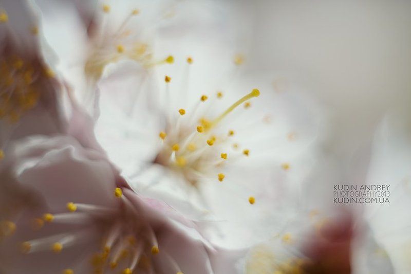 макро, цветение , фото кудин андрей Весна.photo preview