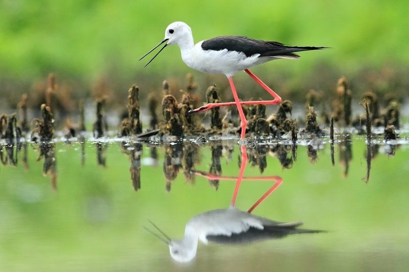 Himantopus himantopusphoto preview