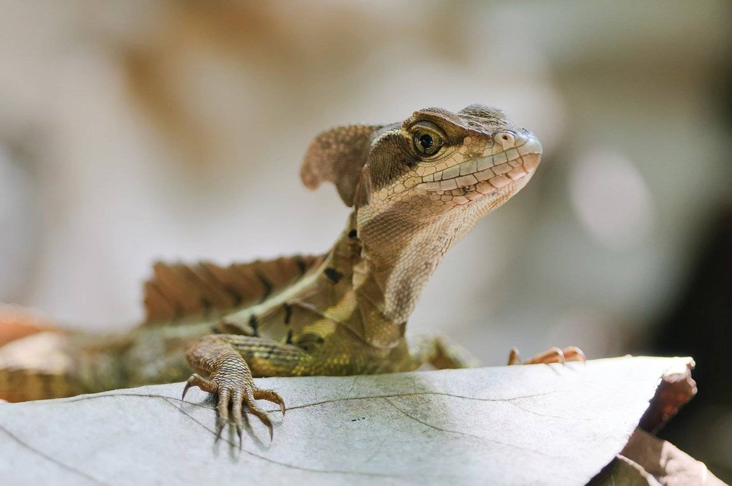 Милашка. Автор: Александр Константинов василиск, коста-рика, ящерица, Александр Константинов