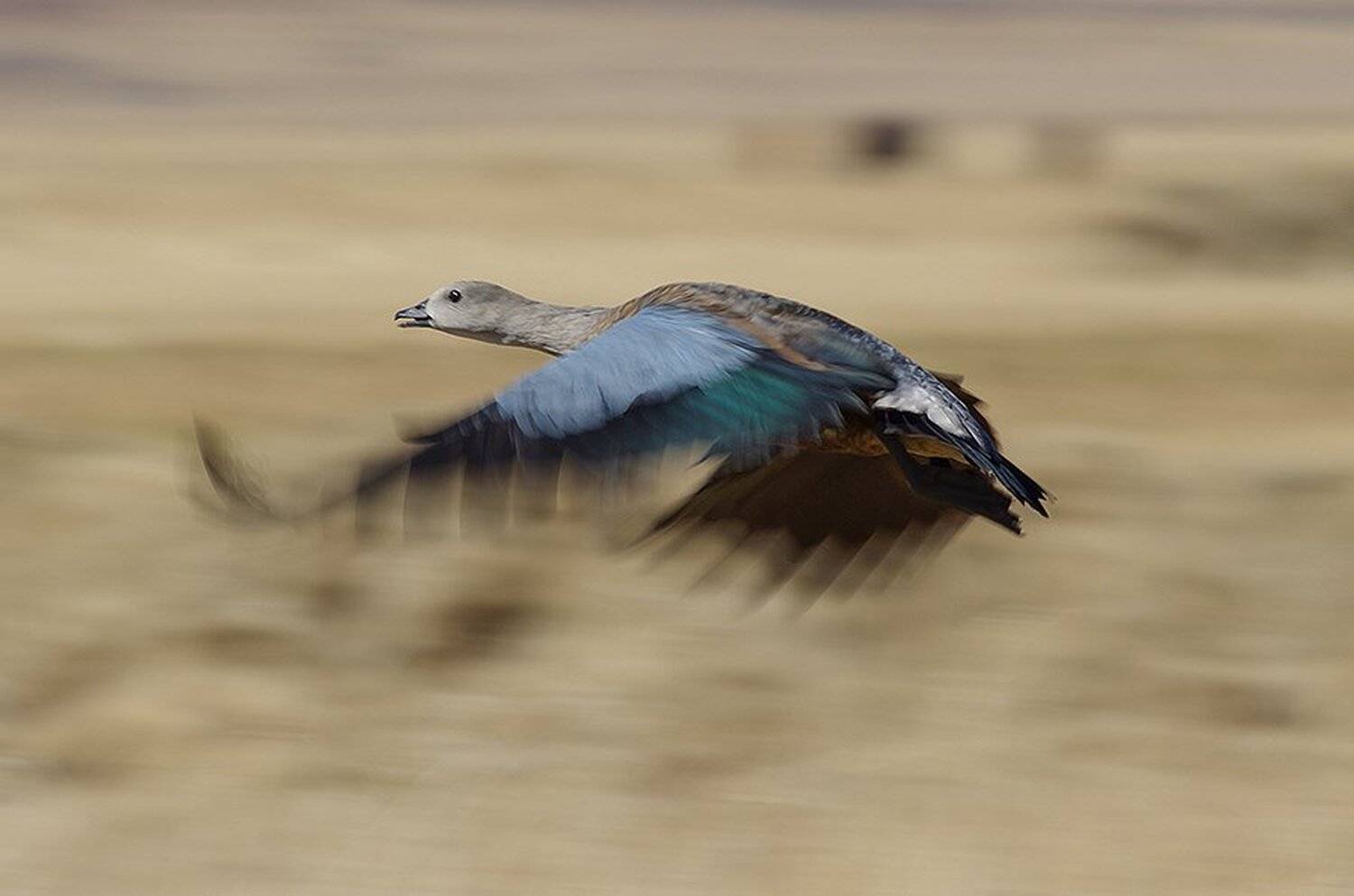 cyanochen cyanoptera, голубокрылый гусь, blue-winged goose, anatidae, эфиопия, птицы, Sergey Volkov