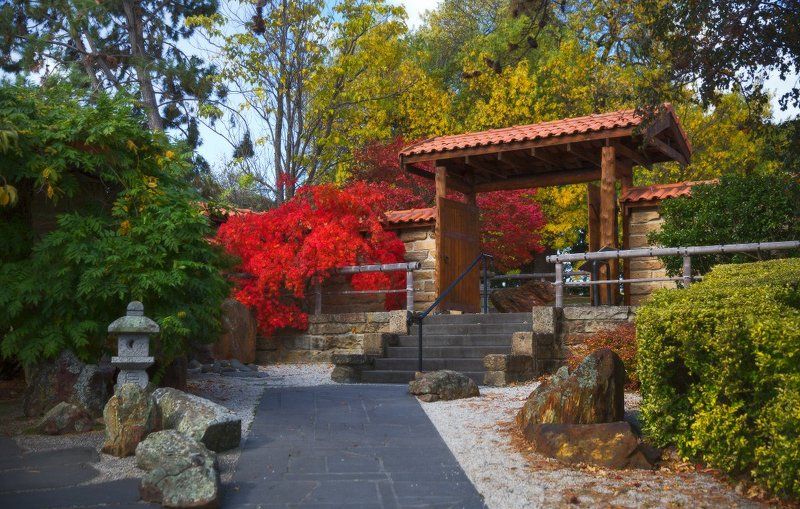 О кленовые листья! Крылья вы обжигаете пролетающим птицам.photo preview