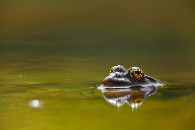 Озёрные обитателиphoto preview