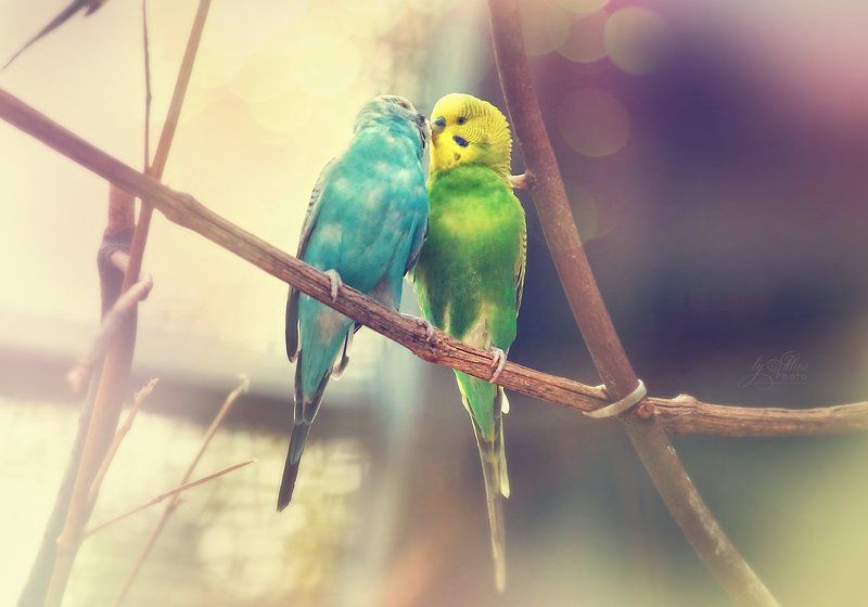 весенний поцелуйphoto preview