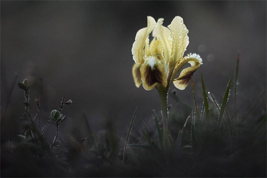 , Наталья Ова