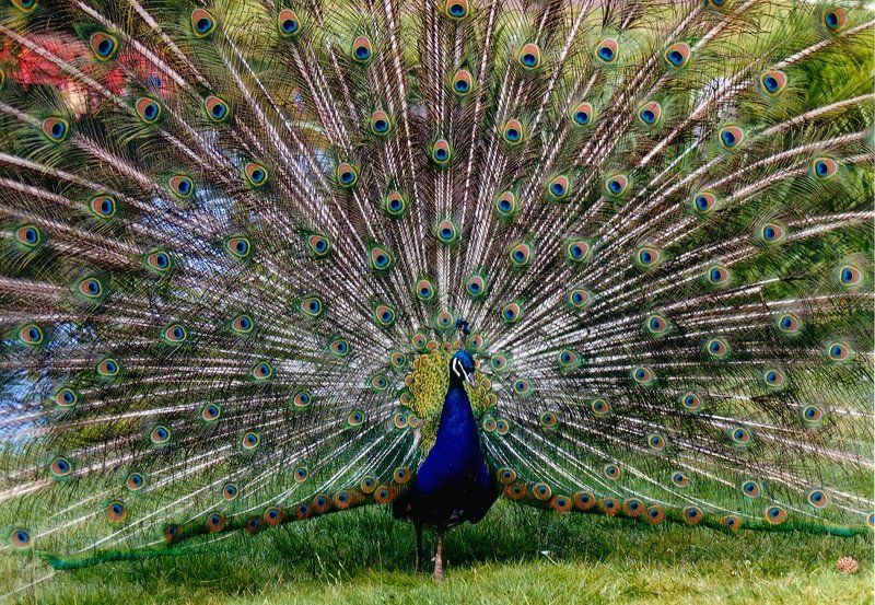 Нарцисизмphoto preview