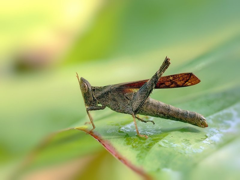 Эриантусphoto preview