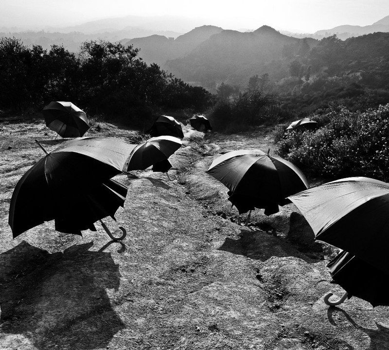 лос анджелес, los angeles Волшебные грибыphoto preview