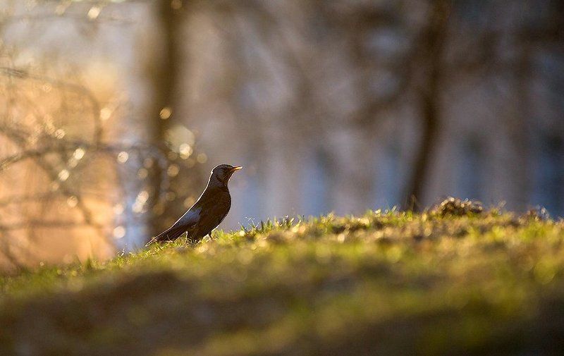 птицы, дрозд, карелия, природа, лес, россия, thrush, bird, nature, forest, russian, karelia Вы слыхали как поют дрозды?photo preview
