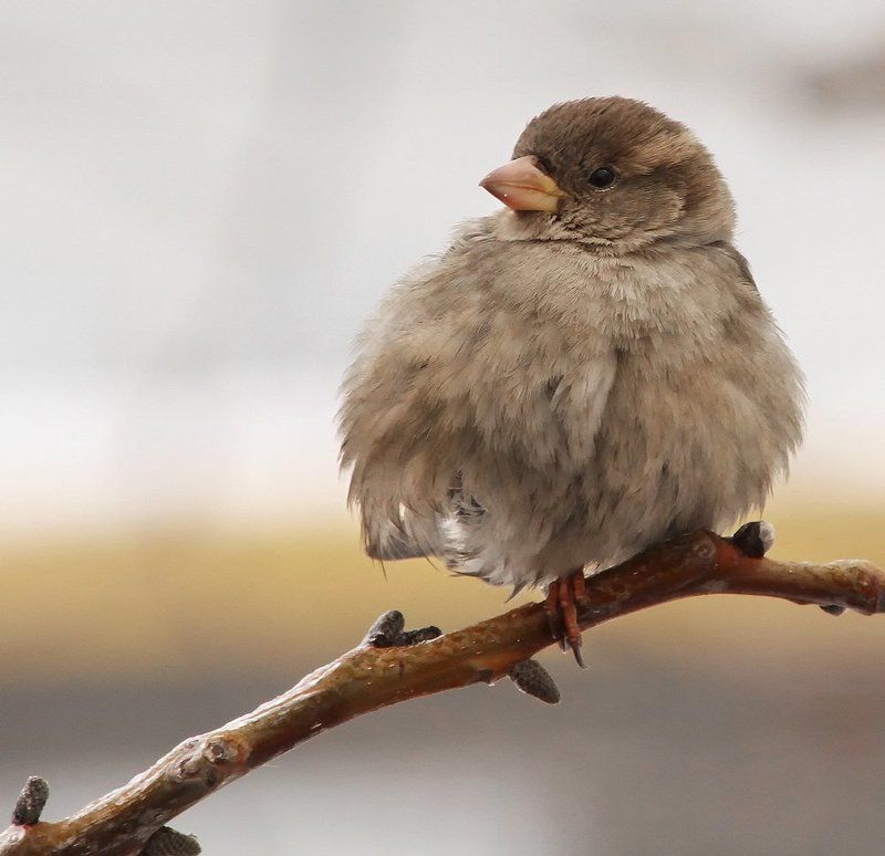 Комочек. фото превью