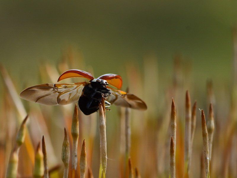 весна ПОЛЕТЫ ВО СНЕ И НАЯВУphoto preview