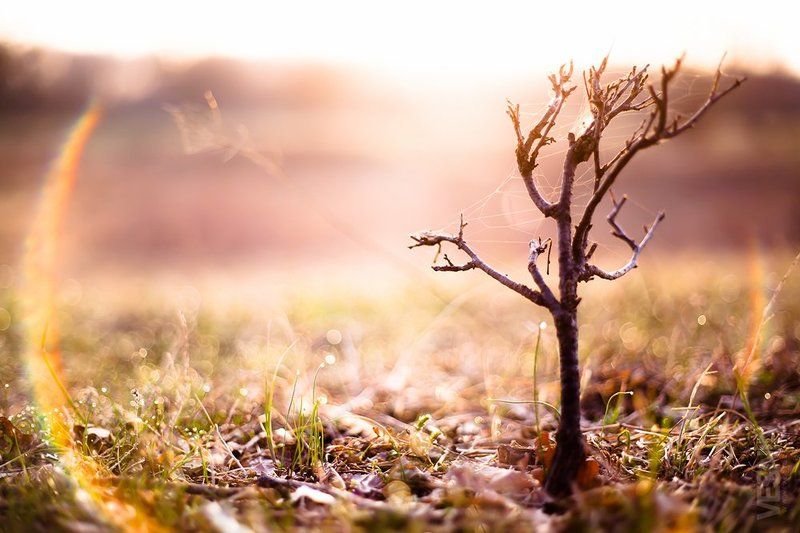 веснин, сергей Апрельphoto preview