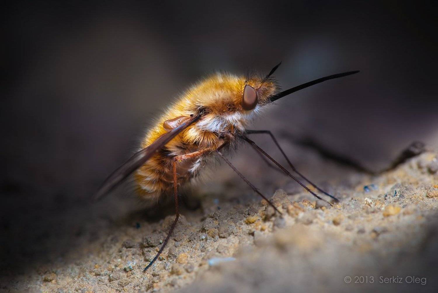 bombylius major, macro, art, close up, diptera, oleg serkiz, олег серкиз, муха, жужжало большое, макро, Oleg Serkiz
