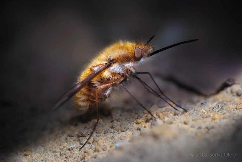 bombylius major, macro, art, close up, diptera, oleg serkiz, олег серкиз, муха, жужжало большое, макро Bombylius majorphoto preview