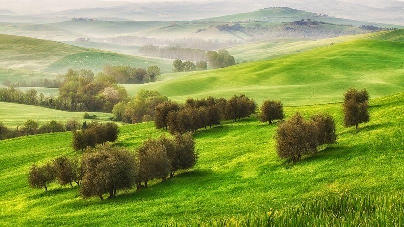 april, italy, primavera, spring, tuscany, mc Разбежались по склону оливки..photo preview