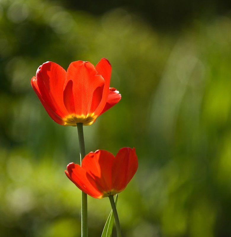 Весна.photo preview