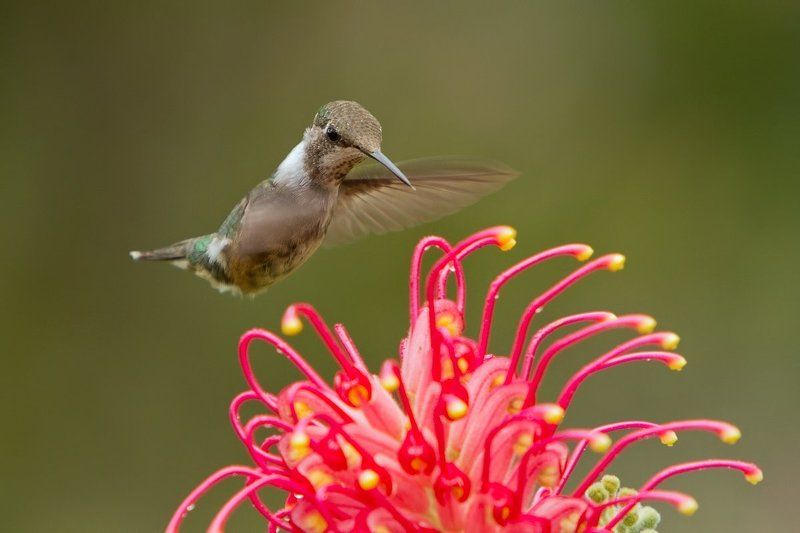 колибри, птицы, бразилия, аметистовый колибри, calliphlox amethystina Аметистовая звездочкаphoto preview