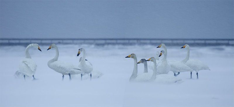 сахалин, озеро тауро, лебеди, татарский пролив, шахтерск, углегорск, зинаида макарова, sakhalin, uglegorsk, makarova zinaida Вечерело.  Солнце село...  Ветер подвывал...photo preview