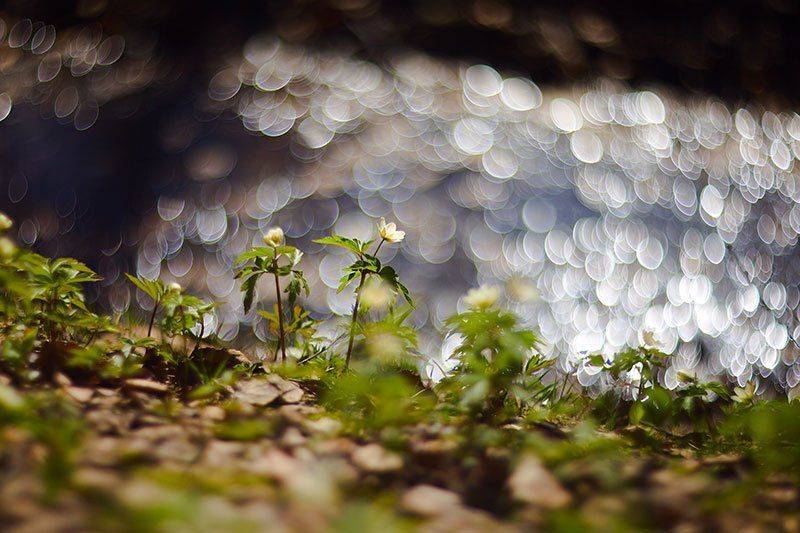 Весеннее. Автор: Елена Галицкая , Елена Галицкая