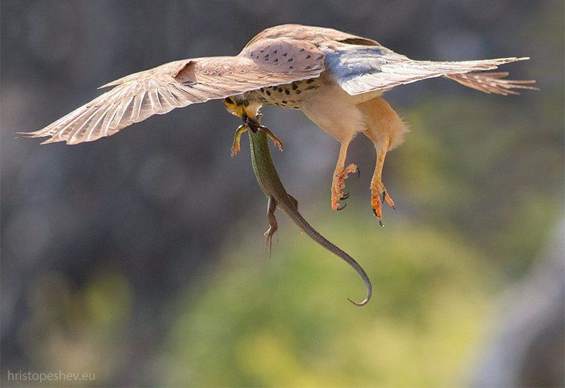 Обыкновeнная пустельгa (Falco tinnunculus)photo preview