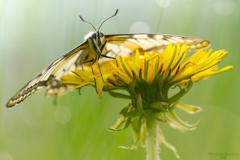 Весенний махаонphoto preview