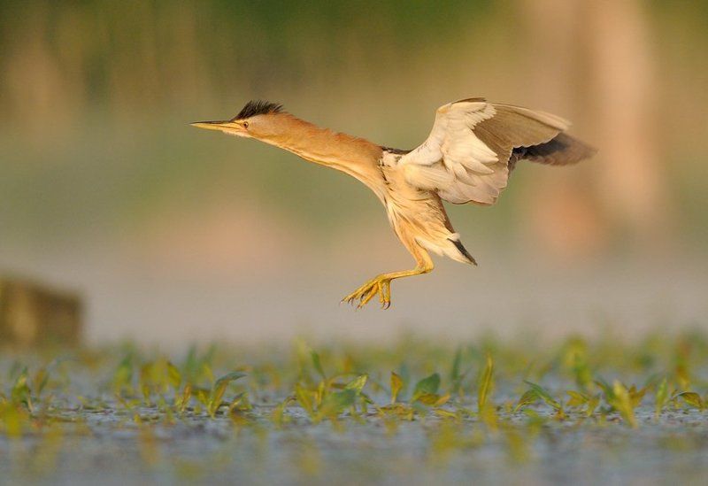 Little Bitternphoto preview