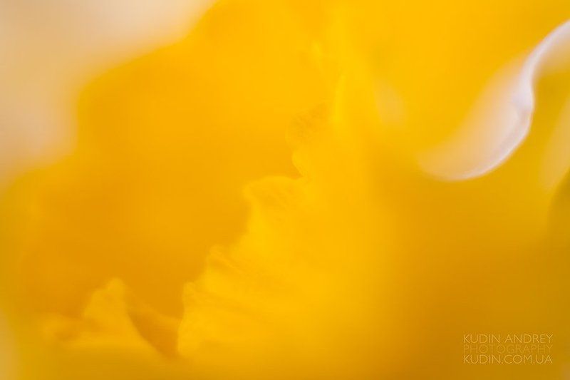 Весна, цвет.photo preview