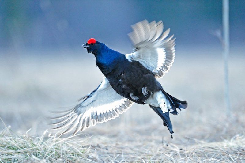 Токовикphoto preview