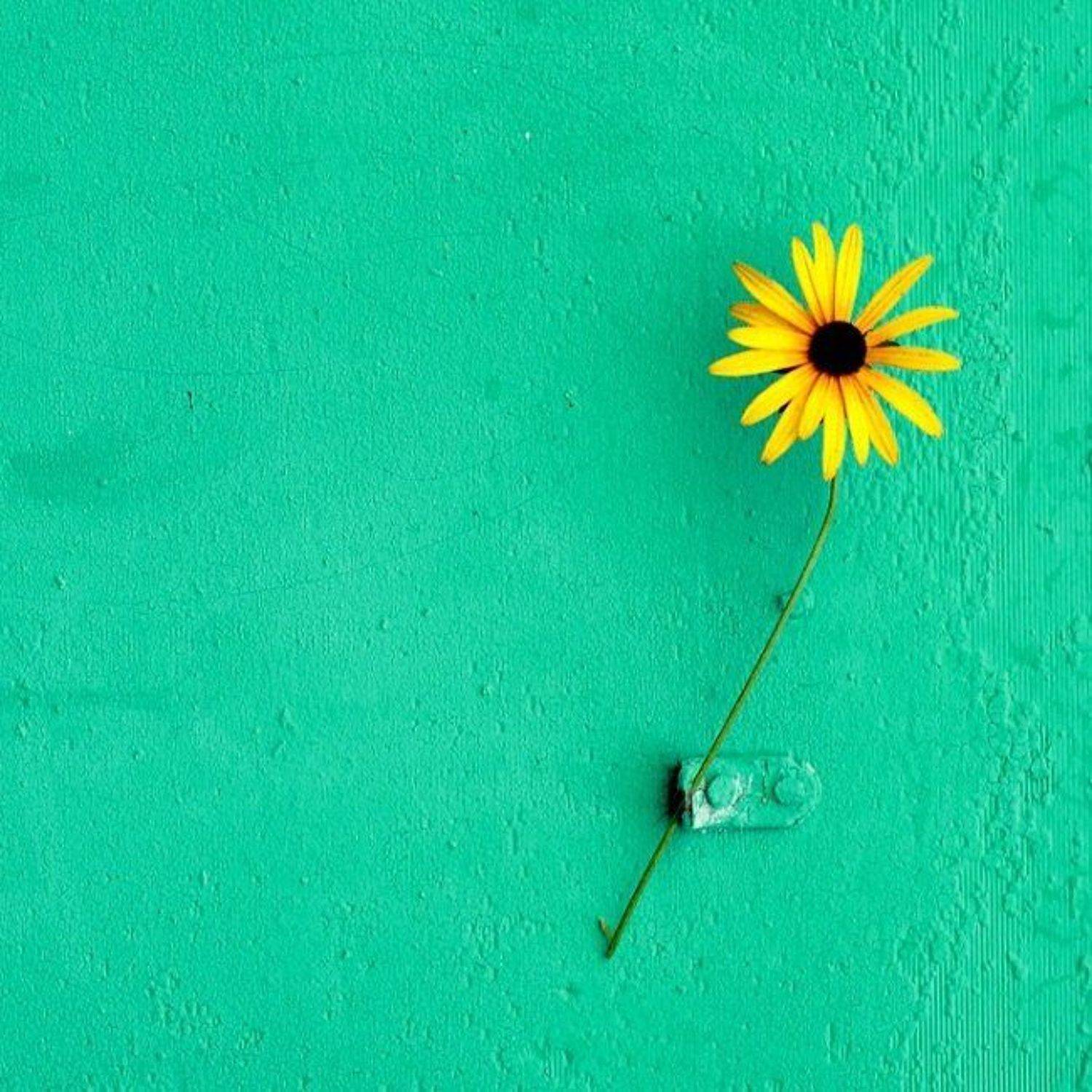 ). Автор: Сюзанна Шевченко , Сюзанна Шевченко