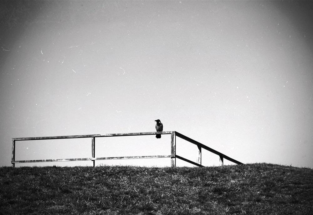 Ворон. Автор: Юлия * ворон, Юлия *