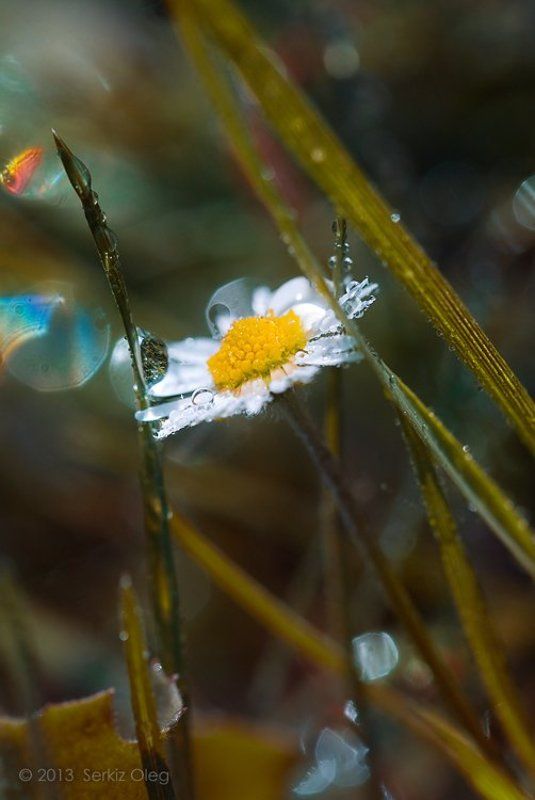 macro, flowers, spring, grass, art, nature, forest, dew, oleg serkiz May 3013photo preview