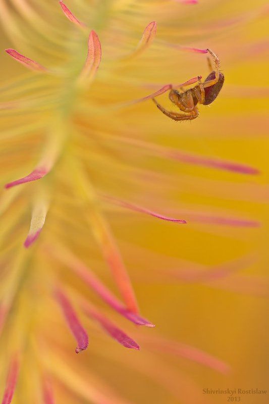 Цвет осениphoto preview