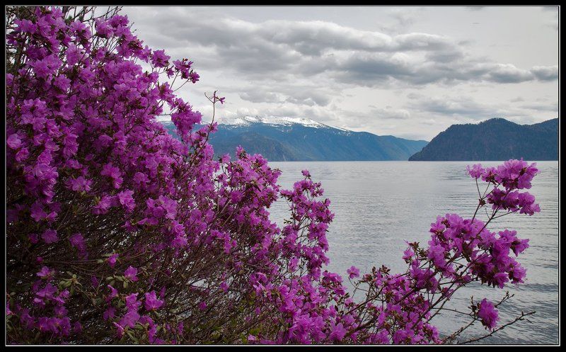Рододендрон Ледебура.photo preview
