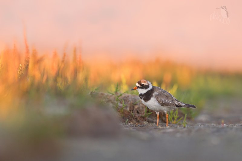 Ringed plover in late summer- Irelandphoto preview