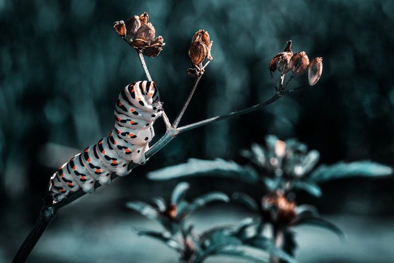 Metamorphosisphoto preview