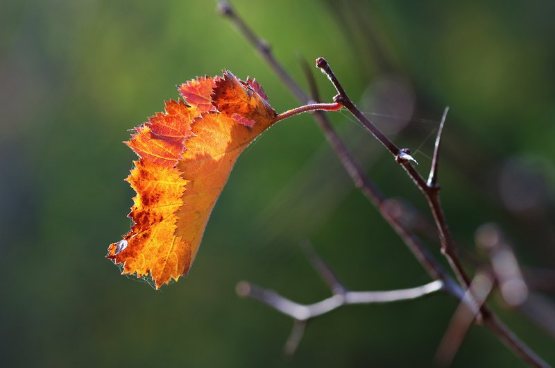 tokina 100 macro, beautiful, красивый, moment, момент, nature, природа, autumn, осень, осенний, leaf, лист, branch, ветка, hawthorn, боярышник, sunny, солнечно, Солнечно, тепло и тихо...photo preview