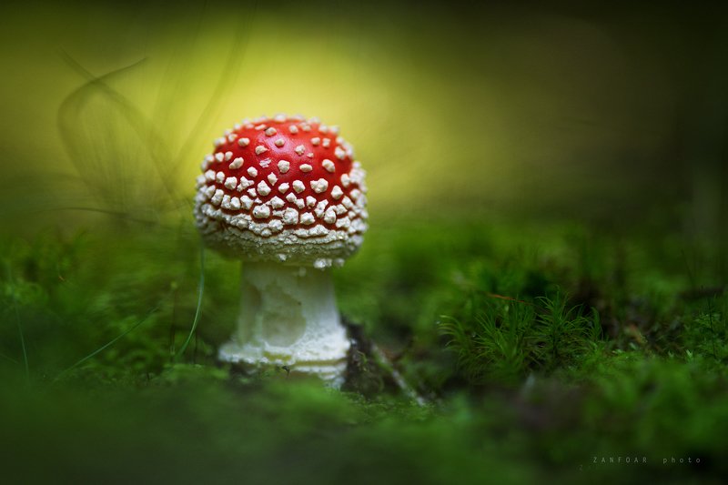 amanita muscaria,zanfoar,nikon d750,czech republic,czechia,moravia,bohemia,чехия,поганка,моравия Amanita muscaria  IV.photo preview