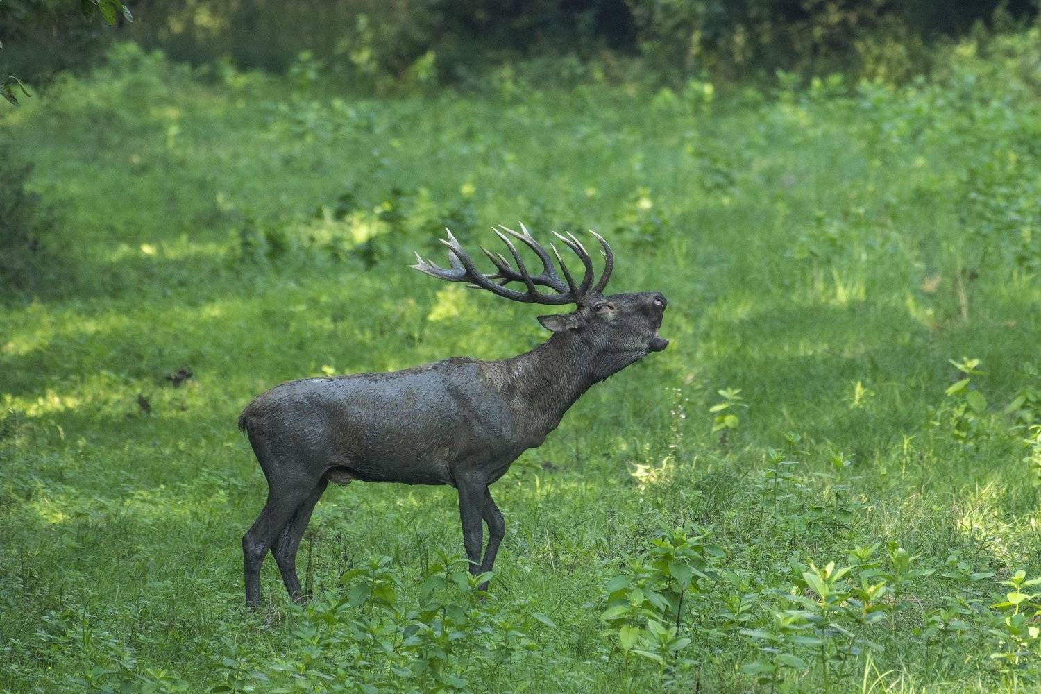 Автор: Predrag Kostin , Predrag Kostin