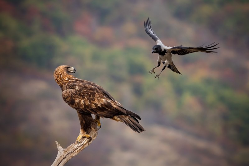 Golden eagle v.s. Gray crow...photo preview