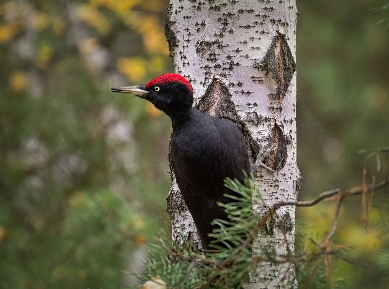 птица, большой чёрный дятел, желна, Желна..photo preview