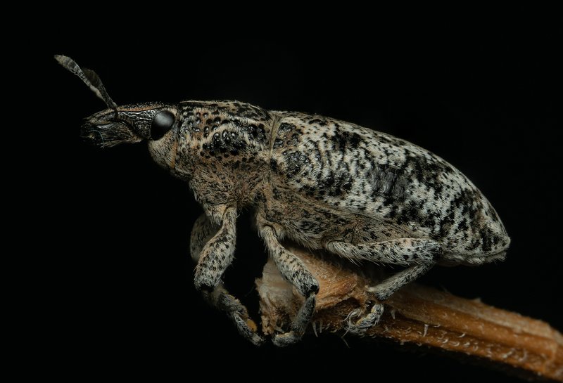 макро,вега11у,долгоносик,жук Кожаный нос :)photo preview