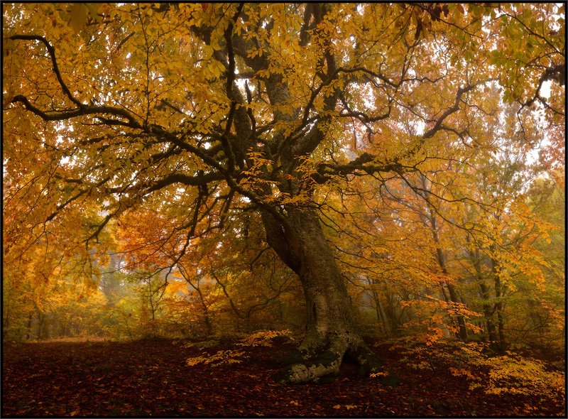 Осень в Крыму 2 фото превью