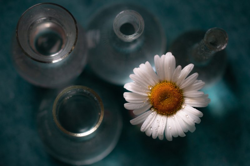 Lonley Daisyphoto preview