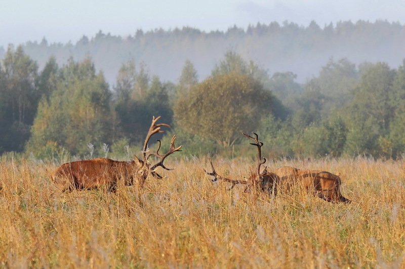 111 111photo preview