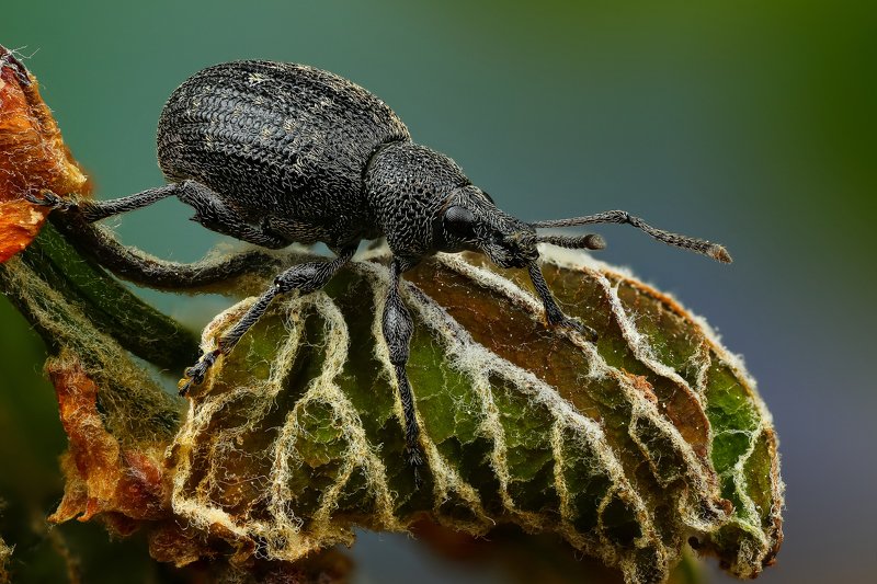 макро,природа,насекомое,животное,жук,долгоносик,цвет,растение,зеленый,черный Семечкаphoto preview